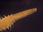 Amphicteis scaphobranchiata